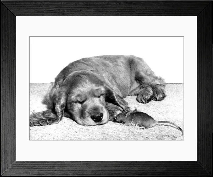 Framed Print : Spaniel and Mouse Framed Print : Spaniel and Mouse