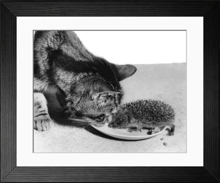 Framed Print : Cat and Hedgehog