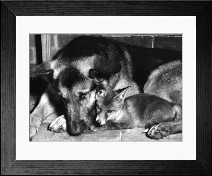 Framed Print : Alsatian dog and Fox cub Framed Print : Alsatian dog and Fox cub