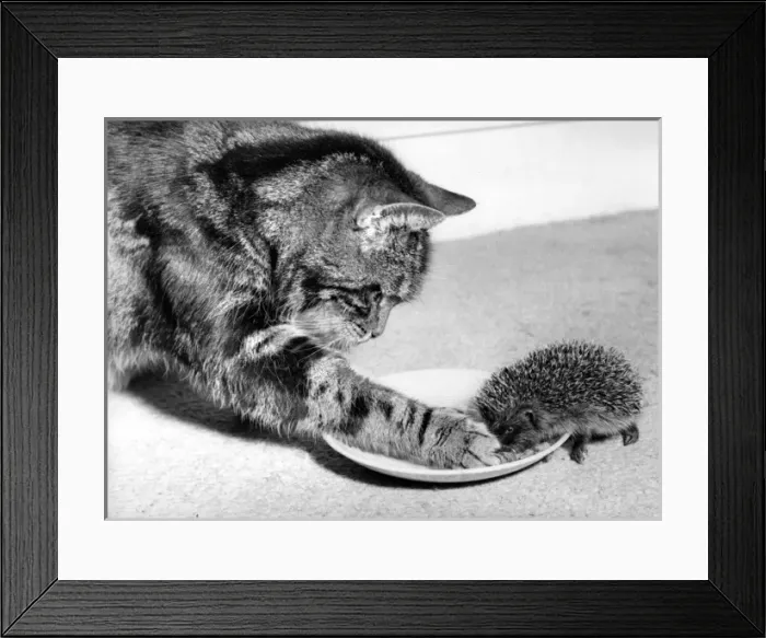 Framed Print : Cat and Hedgehog Framed Print : Cat and Hedgehog
