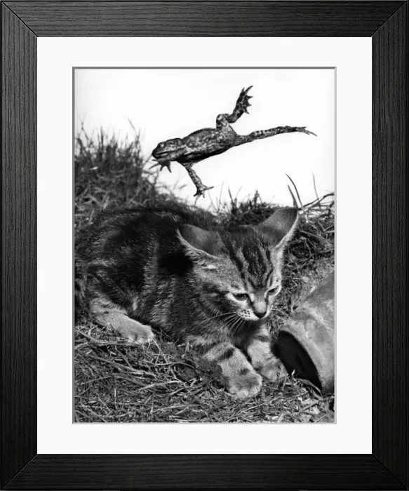 Framed Print : Kitten and Frog Framed Print : Kitten and Frog