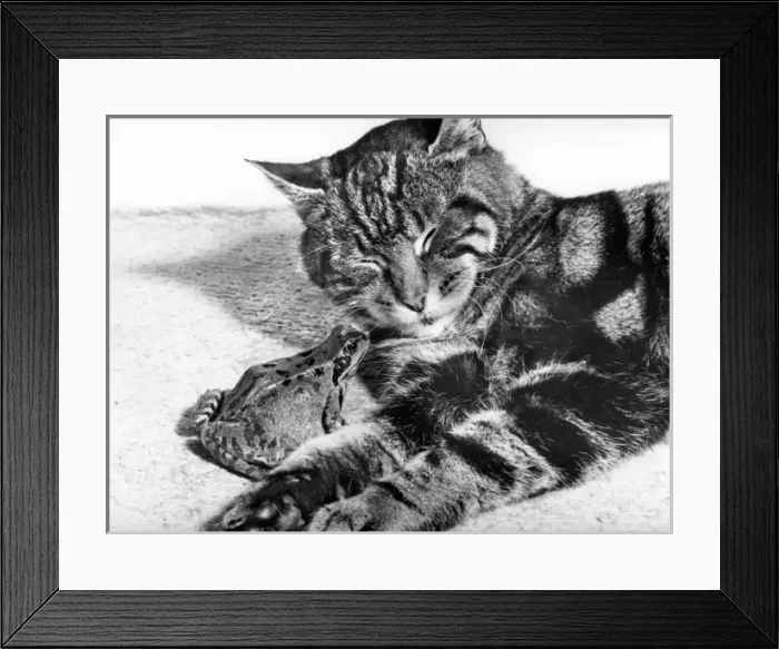 Framed Print : Cat and Frog Framed Print : Cat and Frog