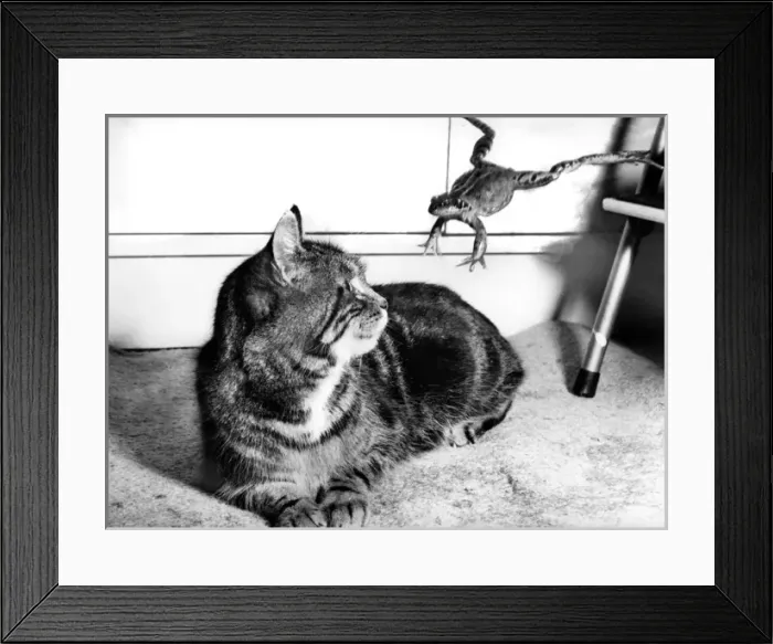 Framed Print : Cat and Frog Framed Print : Cat and Frog
