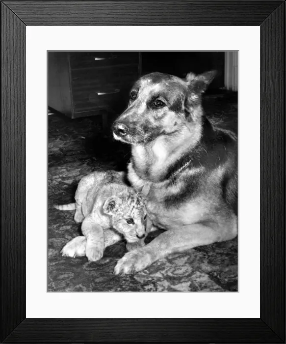 Framed Print : Alsatian dog and Lion cub Framed Print : Alsatian dog and Lion cub