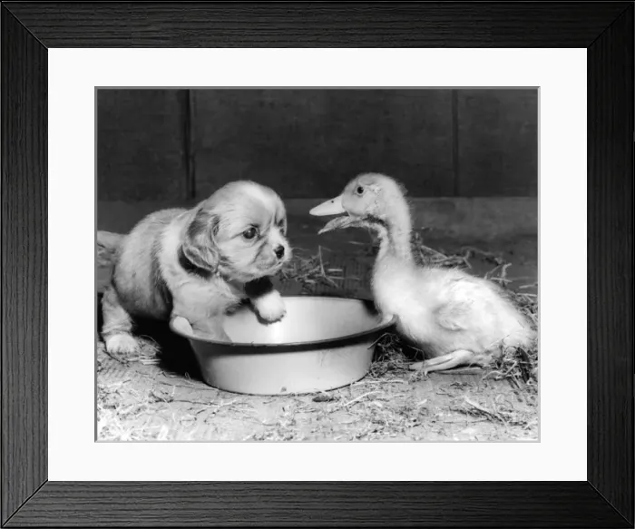 Framed Print : Cavalier King Charles Spaniel Pup and duckling