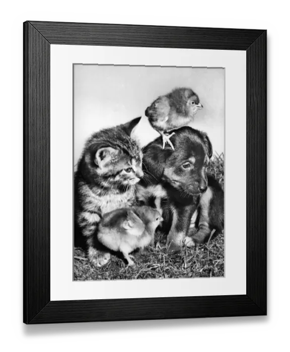 Framed Print : Pup, Kitten and Chicks Framed Print : Pup, Kitten and Chicks