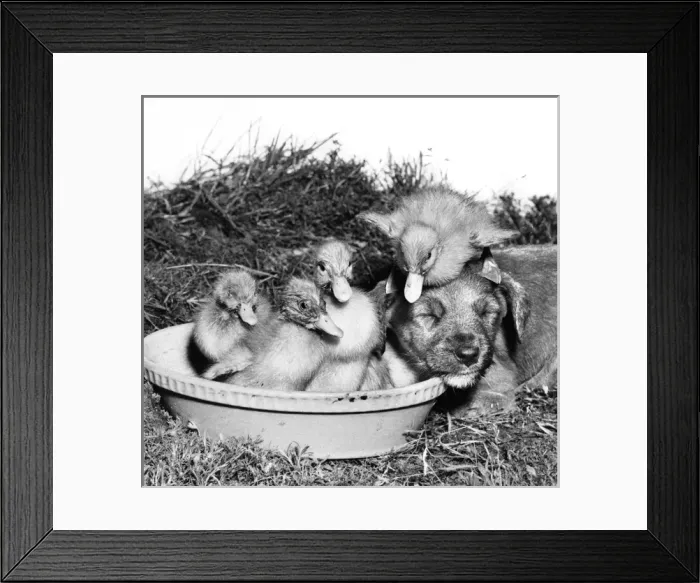 Framed Print : Ducklings and Pup Framed Print : Ducklings and Pup