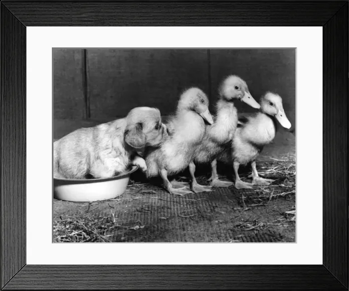 Framed Print : Cavalier King Charles Spaniel Pup and Ducklings Framed Print : Cavalier King Charles Spaniel Pup and Ducklings