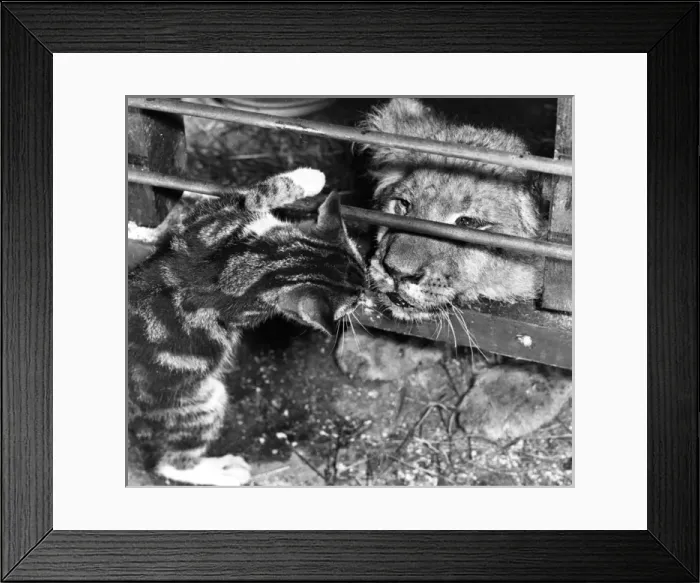 Framed Print : Lion cub and kitten Framed Print : Lion cub and kitten