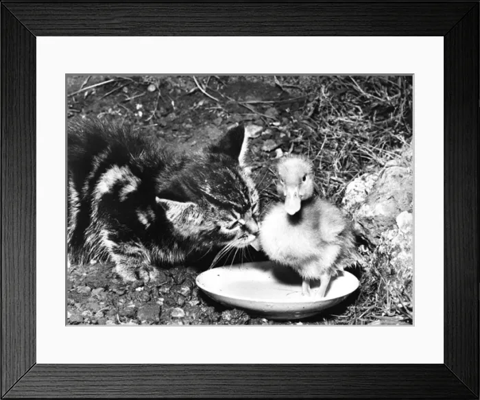 Framed Print : Kitten and Duckling Framed Print : Kitten and Duckling