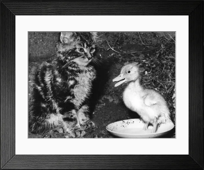 Framed Print : Kitten and Duckling Framed Print : Kitten and Duckling