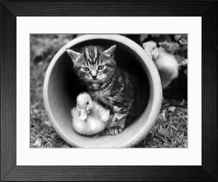 Framed Print : Kitten and Duckling in a plantpot Framed Print : Kitten and Duckling in a plantpot