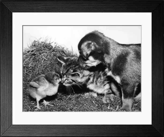 Framed Print : Chick, Kitten and Pup Framed Print : Chick, Kitten and Pup