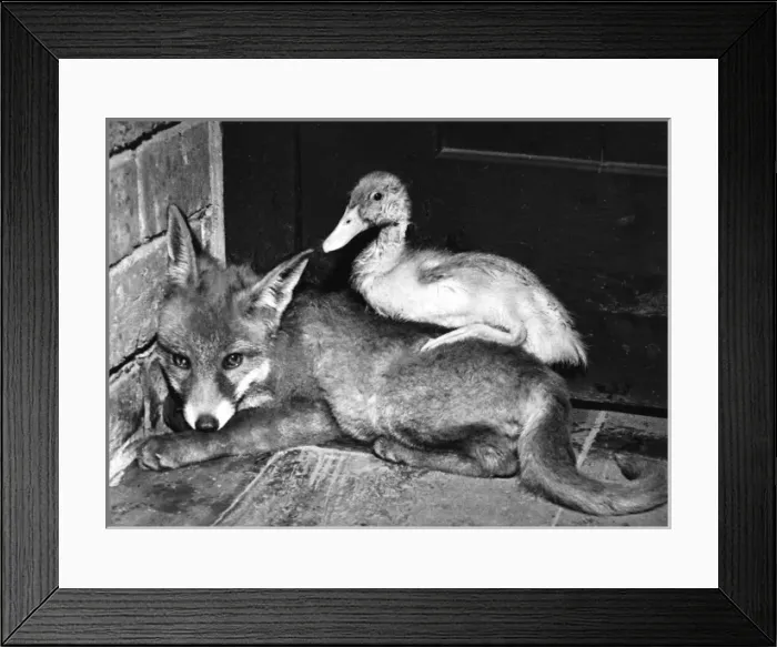 Framed Print : Fox and Duckling Framed Print : Fox and Duckling