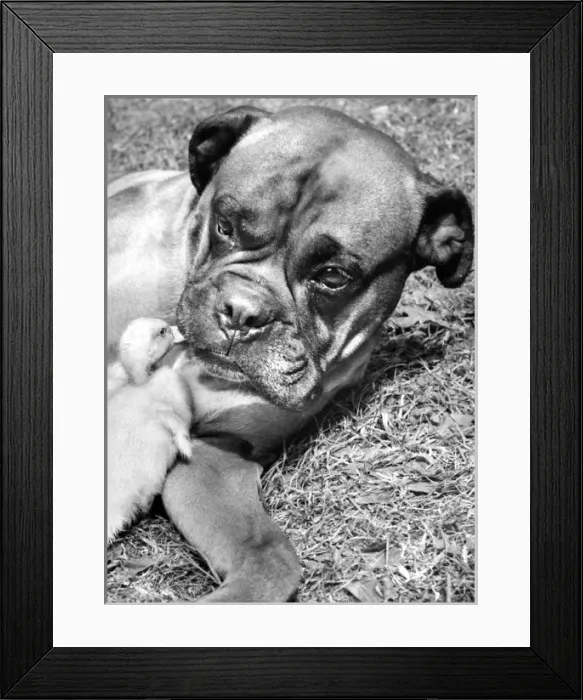 Framed Print : Boxer dog and Duckling Framed Print : Boxer dog and Duckling