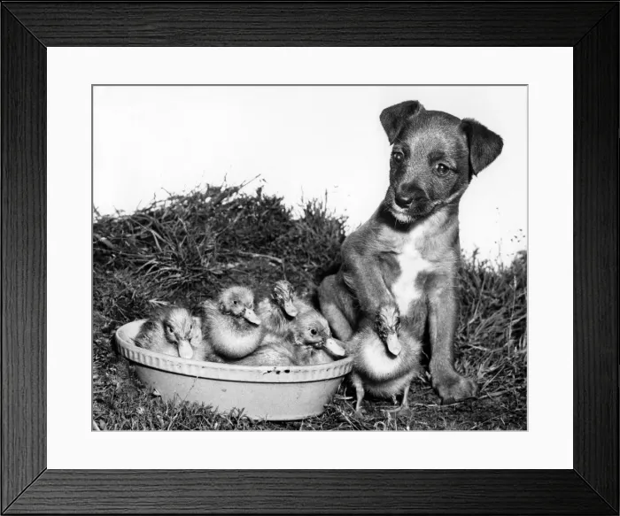 Framed Print : Ducklings and cross-bred Pup Framed Print : Ducklings and cross-bred Pup
