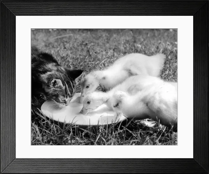 Framed Print : Ducklings and kitten Framed Print : Ducklings and kitten