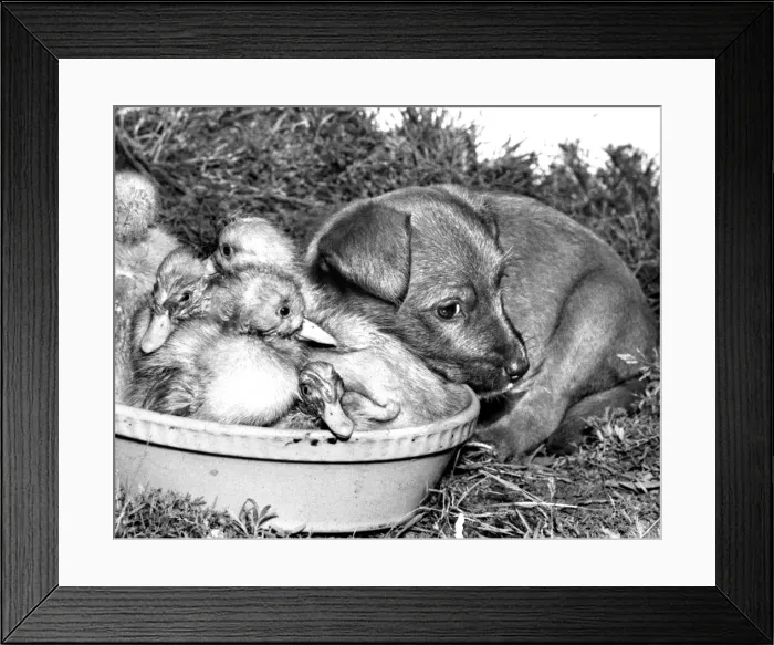 Framed Print : Ducklings and cross-bred Pup Framed Print : Ducklings and cross-bred Pup