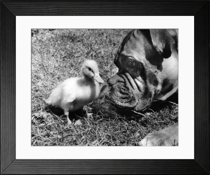 Framed Print : Duckling and Boxer dog Framed Print : Duckling and Boxer dog