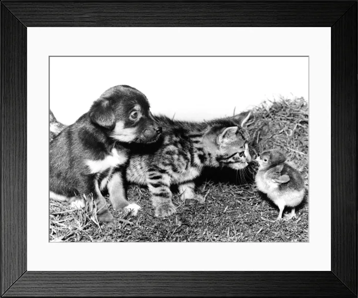 Framed Print : Chick, Pup and Kitten Framed Print : Chick, Pup and Kitten