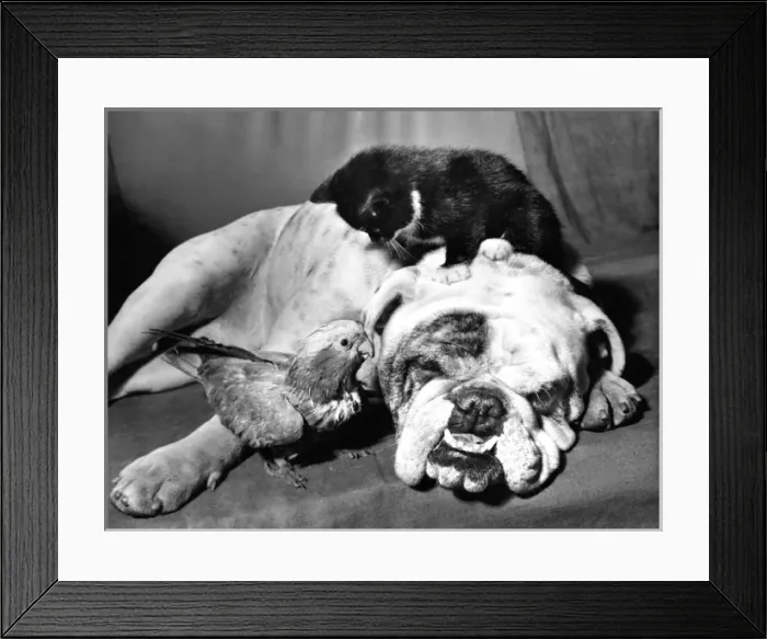 Framed Print : Bulldog, Parakeet and Kitten Framed Print : Bulldog, Parakeet and Kitten