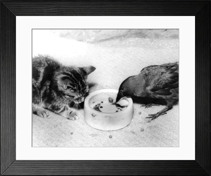 Framed Print : Blackbird and Kitten Framed Print : Blackbird and Kitten