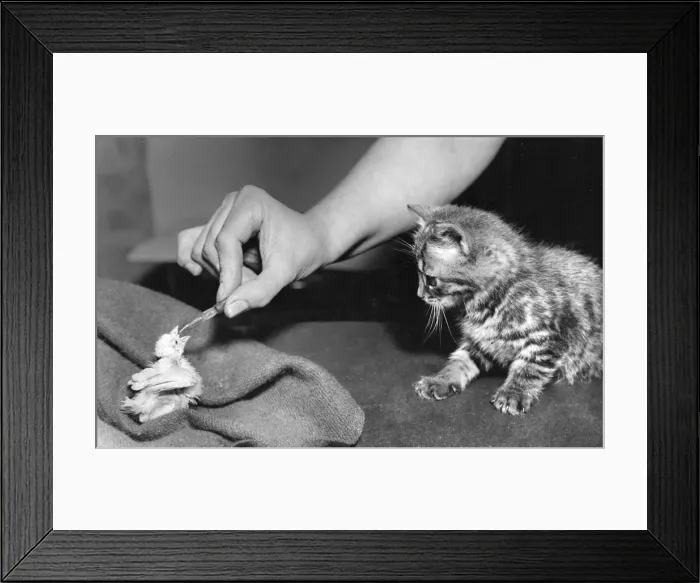 Framed Print : Kitten and baby Canary Framed Print : Kitten and baby Canary