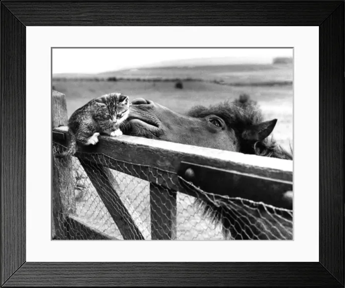 Framed Print : Pony and Kitten Framed Print : Pony and Kitten