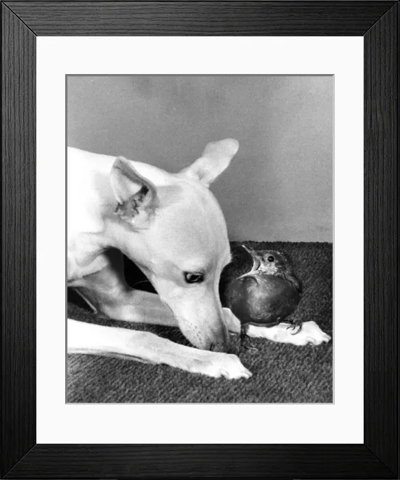 Framed Print : Whippet and Blackbird Framed Print : Whippet and Blackbird