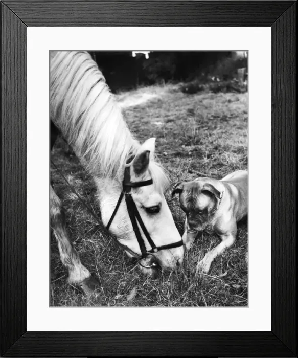 Framed Print : Horse and Boxer dog Framed Print : Horse and Boxer dog