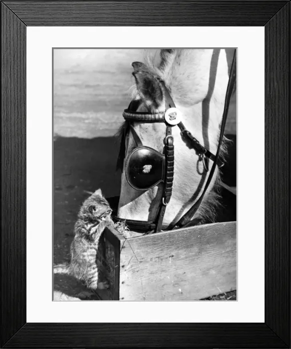 Framed Print : Horse and Kitten Framed Print : Horse and Kitten