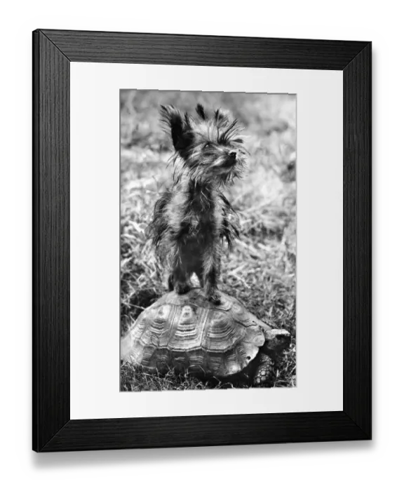 Framed Print : Yorkie and Tortoise Framed Print : Yorkie and Tortoise