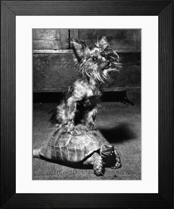 Framed Print : Yorkie and Tortoise Framed Print : Yorkie and Tortoise