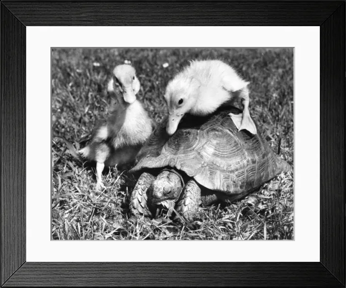 Framed Print : Ducklings and Tortoise Framed Print : Ducklings and Tortoise