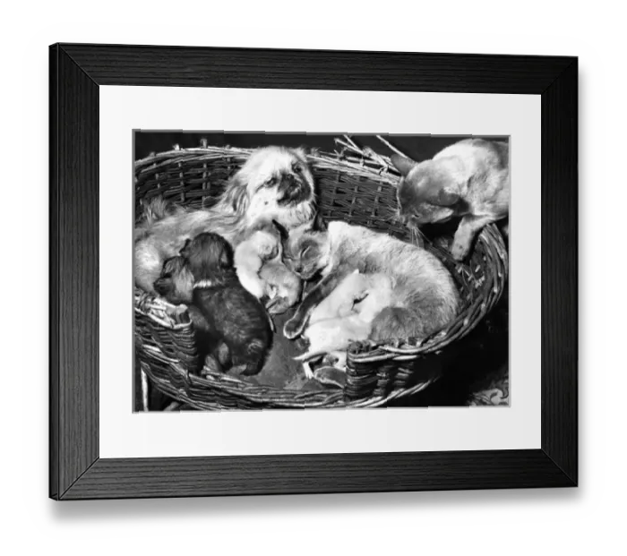Framed Print : Peke and Siamese Framed Print : Peke and Siamese