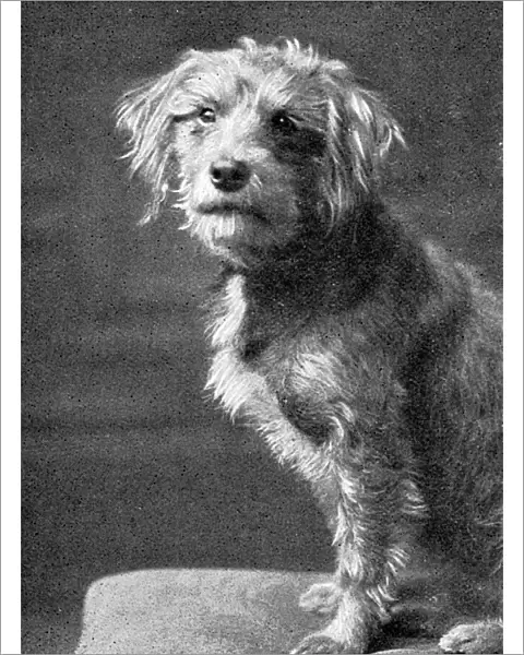 Old Bill, dog mascot of HMS Falmouth in WW1
