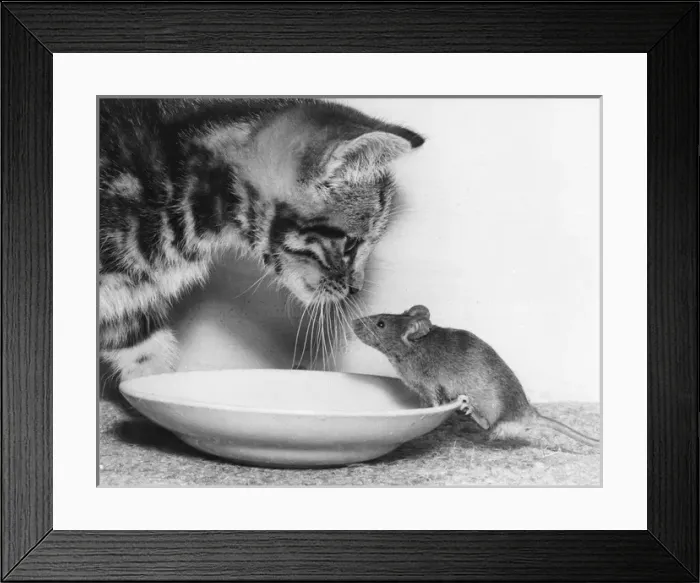 Framed Print : Kitten and Mouse with saucer of milk Framed Print : Kitten and Mouse with saucer of milk