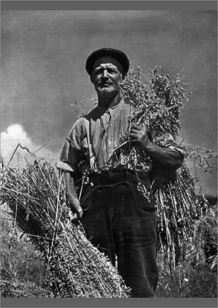 Farmer and his crop