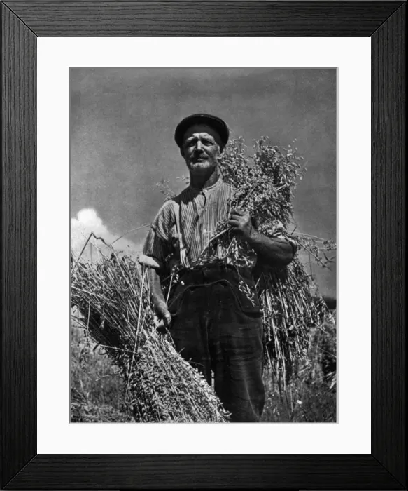 Framed Print : Farmer and his crop Framed Print : Farmer and his crop
