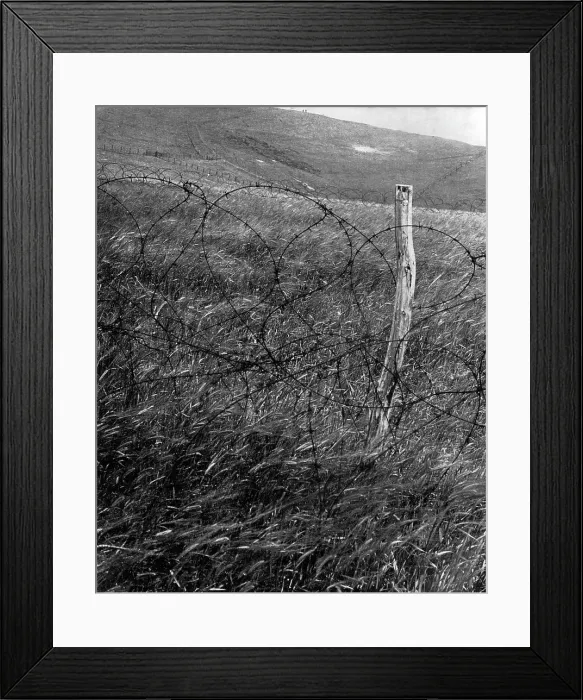 Framed Print : British field of corn defended by barbed wire - WW2 Framed Print : British field of corn defended by barbed wire - WW2