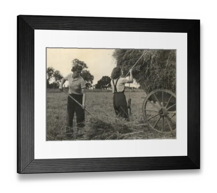 Framed Print : WW2 - Land Girls piling hay onto a wagon Framed Print : WW2 - Land Girls piling hay onto a wagon