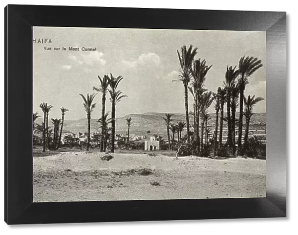 Palm trees at Haifa, with Mount Carmel, Northern Israel