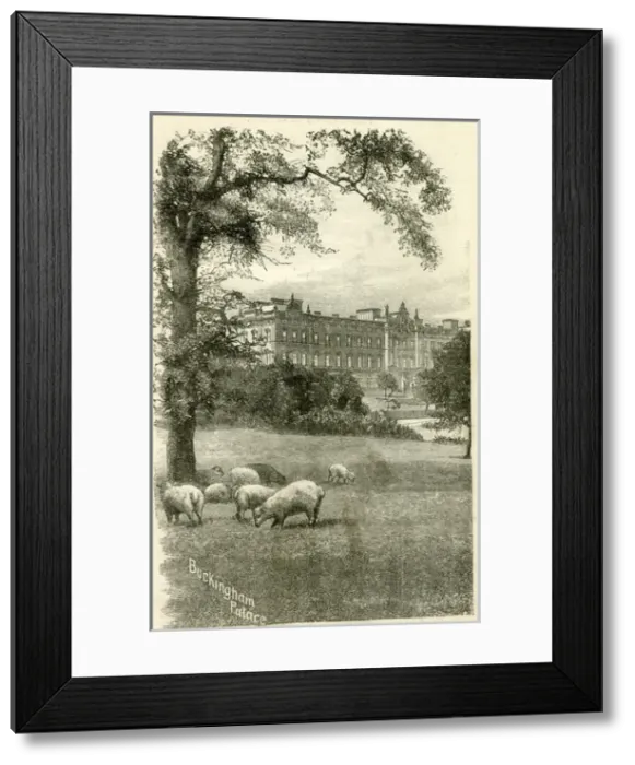 Framed Print : Buckingham Palace with sheep grazing Framed Print : Buckingham Palace with sheep grazing