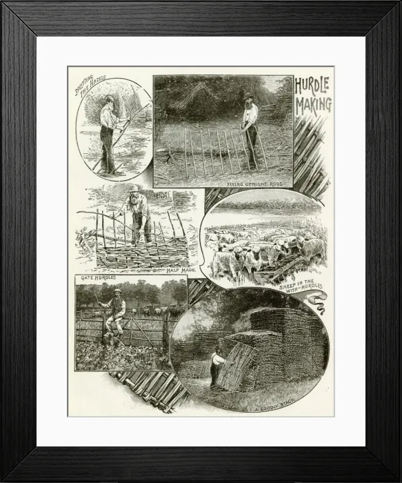 Framed Print : Hurdle making Framed Print : Hurdle making