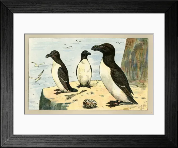 Framed Print : Three birds with an egg Framed Print : Three birds with an egg