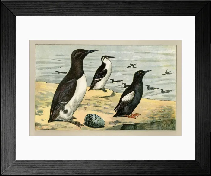 Framed Print : Three birds with an egg