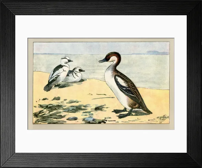 Framed Print : Duck and two ducklings Framed Print : Duck and two ducklings