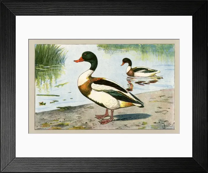Framed Print : Two ducks.. 1907 Framed Print : Two ducks.. 1907