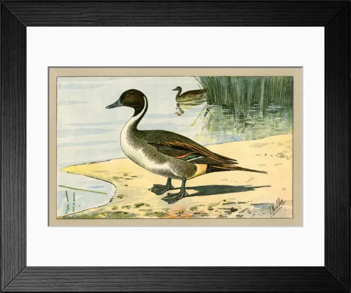 Framed Print : Two ducks.. 1907 Framed Print : Two ducks.. 1907