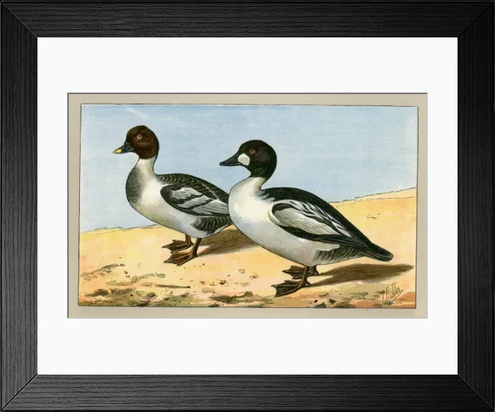 Framed Print : Two ducks.. 1907 Framed Print : Two ducks.. 1907